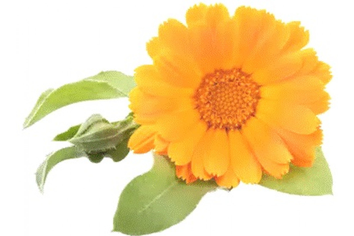 Calendula officinalis Flower extract